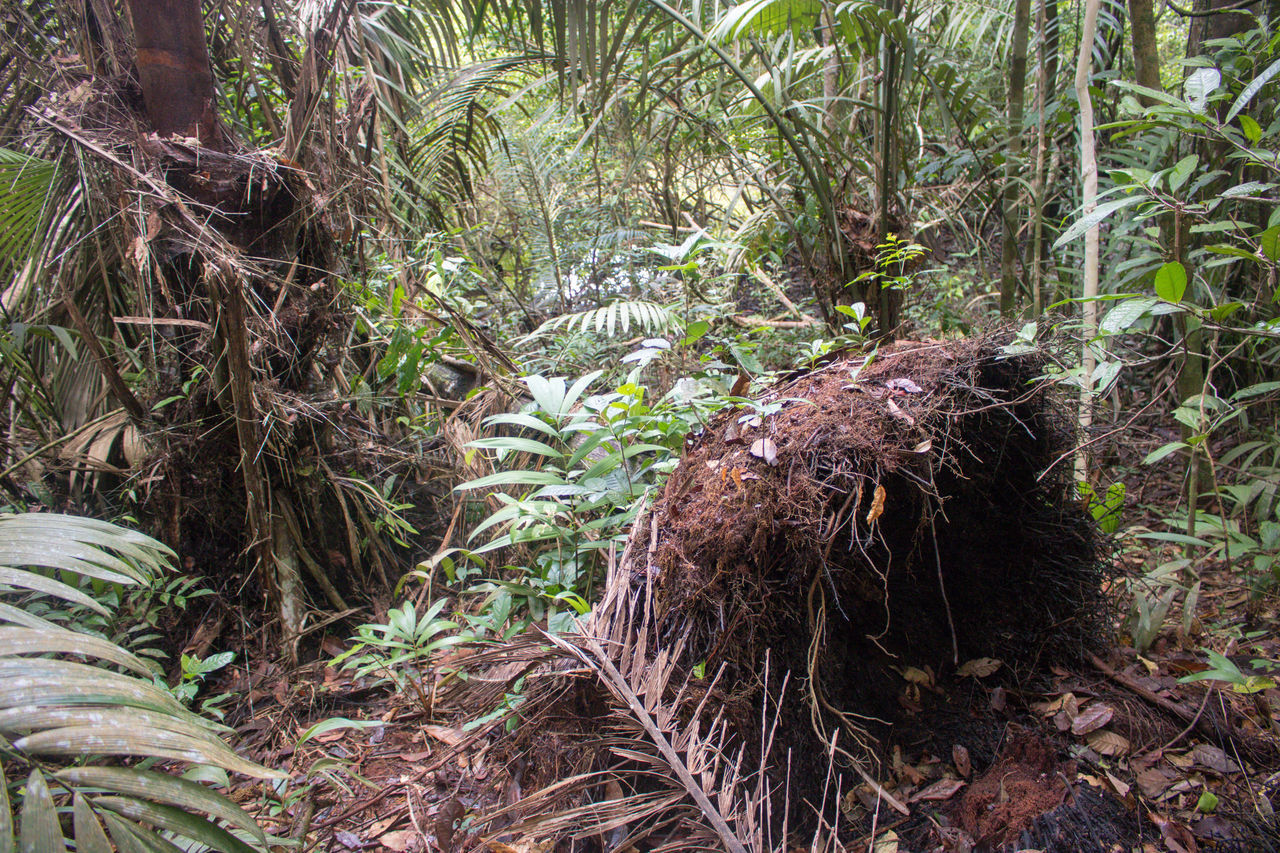 plant, natural environment, tree, forest, rainforest, jungle, land, growth, nature, wildlife, no people, day, woodland, tranquility, outdoors, plant part, beauty in nature, tropical climate, beaver, leaf, palm tree, green, old-growth forest, field