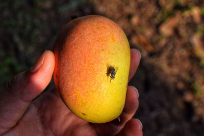 Close-up of hand holding apple