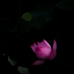 Close-up of pink lotus water lily in black background