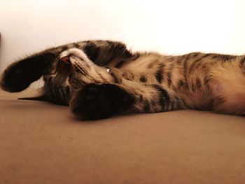 Close-up of dog sleeping