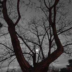 Low angle view of bare trees against sky