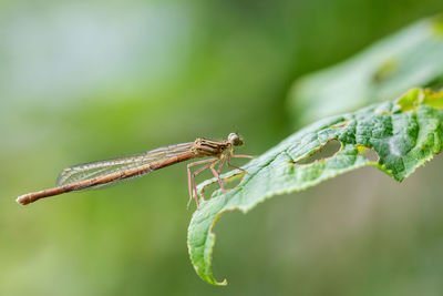 Close-up of insect on leaf