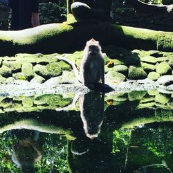 View of turtle in water