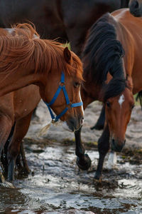 Horses standing in ranch