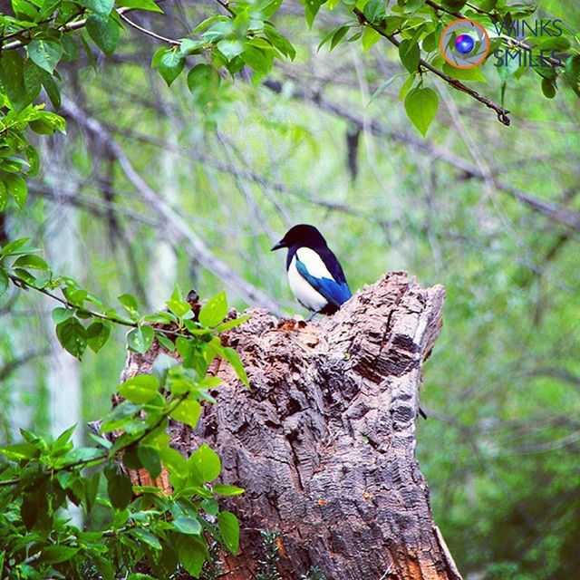 one animal, animal themes, animals in the wild, bird, tree, wildlife, tree trunk, branch, perching, focus on foreground, nature, low angle view, wood - material, day, close-up, forest, outdoors, beauty in nature, full length, no people