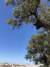 Low angle view of tree against clear blue sky