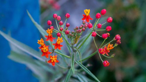 Close-up of red flowering plant