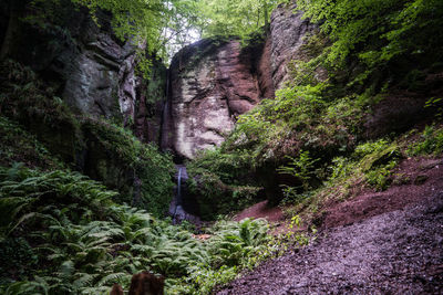 Scenic view of waterfall in forest