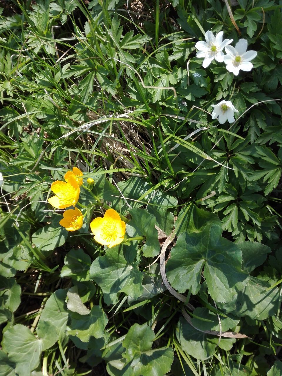 CLOSE-UP OF YELLOW FLOWERS