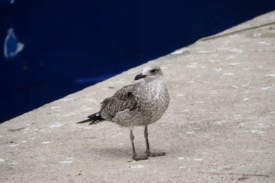 Close-up of seagull perching on a water
