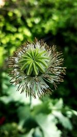 Close-up of flower