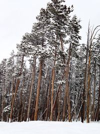 Pine trees on snow covered field against sky