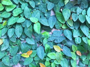 Full frame shot of leaves