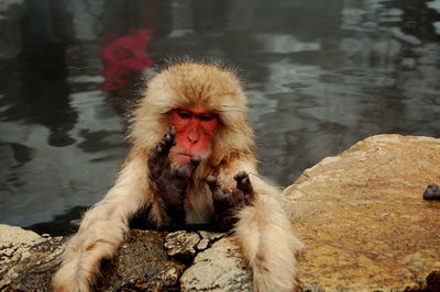 Close-up of monkey on rock in hot spring