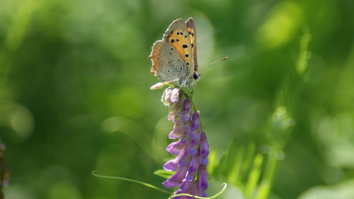 Close-up of butterfly on plant