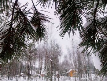 Pine trees on snow covered land