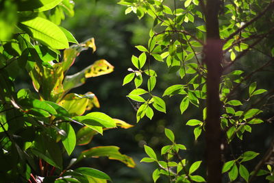 Low angle view of leaves on tree