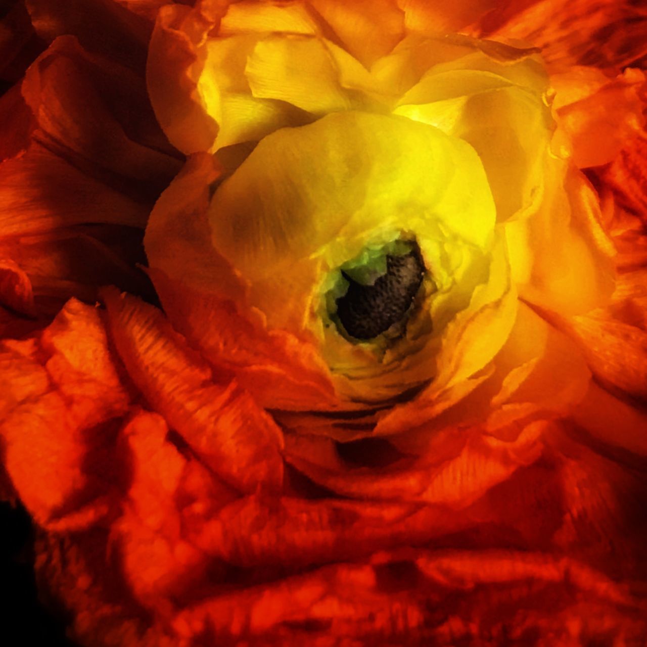 CLOSE-UP OF YELLOW ROSES