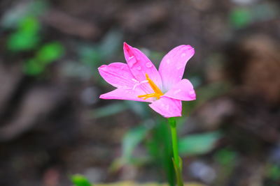 Close-up of pink crocus flower