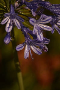 Close-up of wet purple flowers