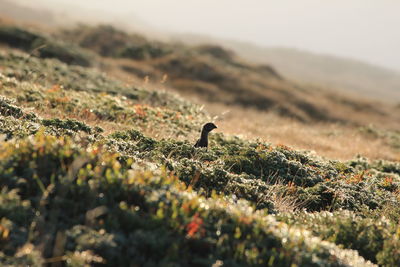 Surface level of birds on land