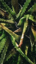 Full frame shot of succulent plant