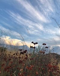 Grass on field against sky