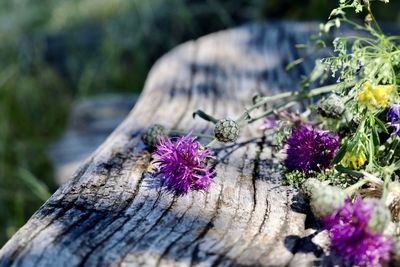 Close-up of purple flowering plant on wood