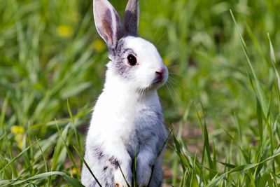 Close-up of a rabbit on field