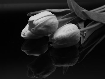 Close-up of flowering plant against black background