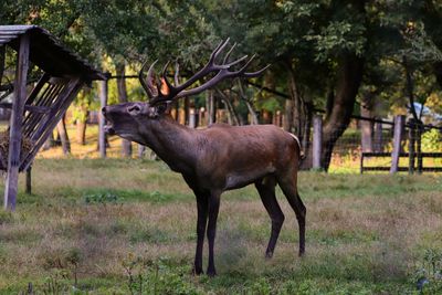 Deer in a field