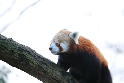 Low angle view of red panda on branch