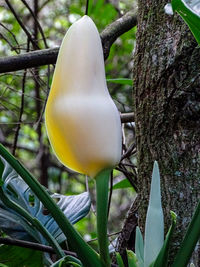 Close-up of fresh fruits hanging on tree trunk