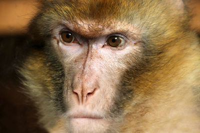 Close-up portrait of a monkey