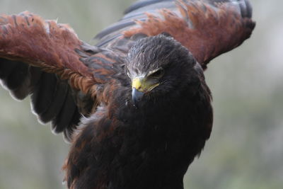 Close-up portrait of eagle