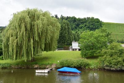 Calm lake with trees in background