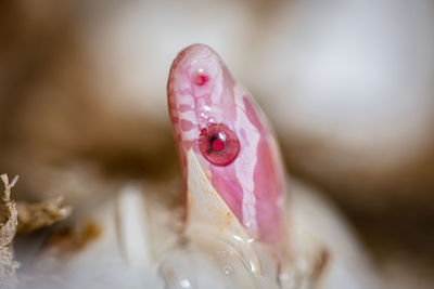 High angle view of snake