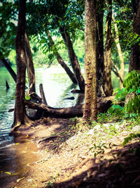 Trees in forest