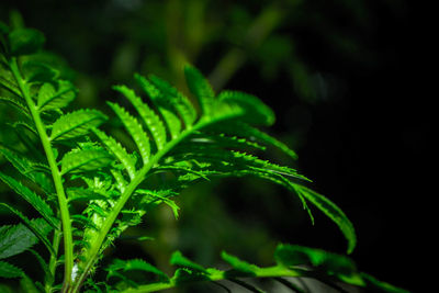 Close-up of fern leaves