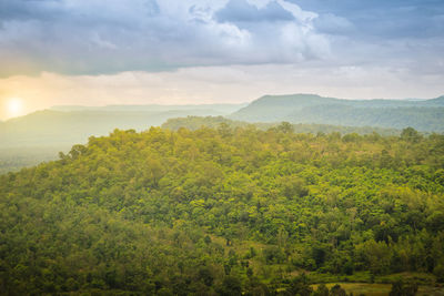 Scenic view of forest against sky