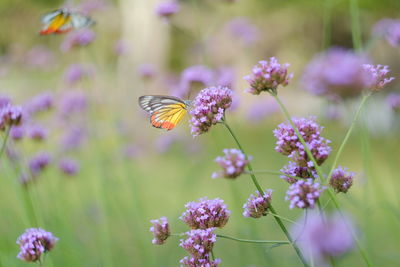 Close-up of butterfly pollinating on flowers