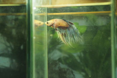 Fish swimming in aquarium