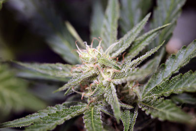 Close-up of plant