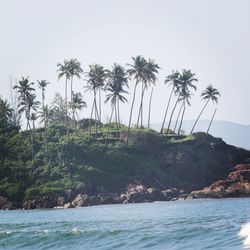 Palm trees on beach against clear sky