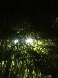 Low angle view of trees at night