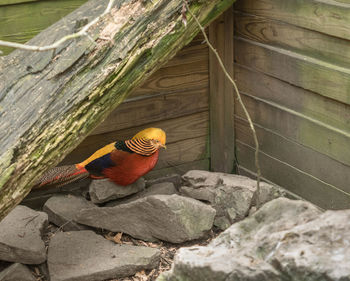 High angle view of bird on rock