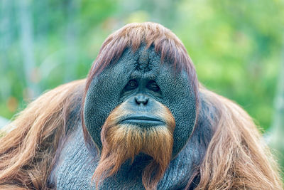 Orangutan ape face portrait isolated