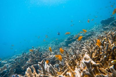 Fish swimming in sea