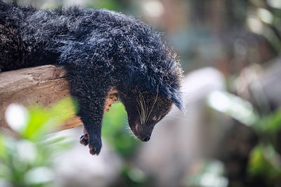 Close-up of bear cat