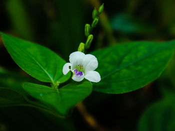 Close-up of purple flowering plant